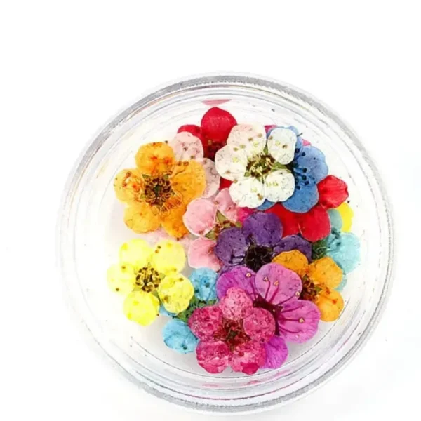 Plum Blossom Natural Pressed Flower Mixed Colour