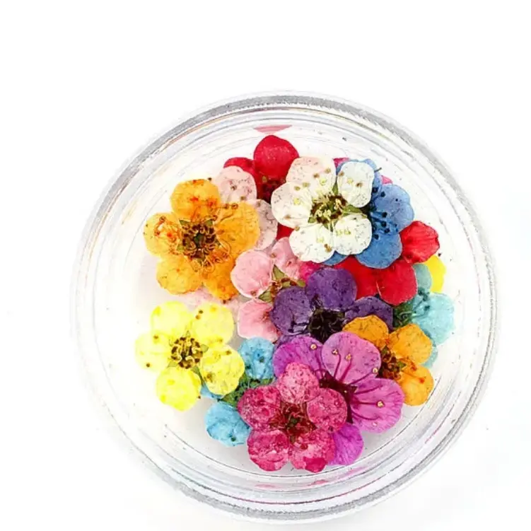 Plum Blossom Natural Pressed Flower Mixed Colour